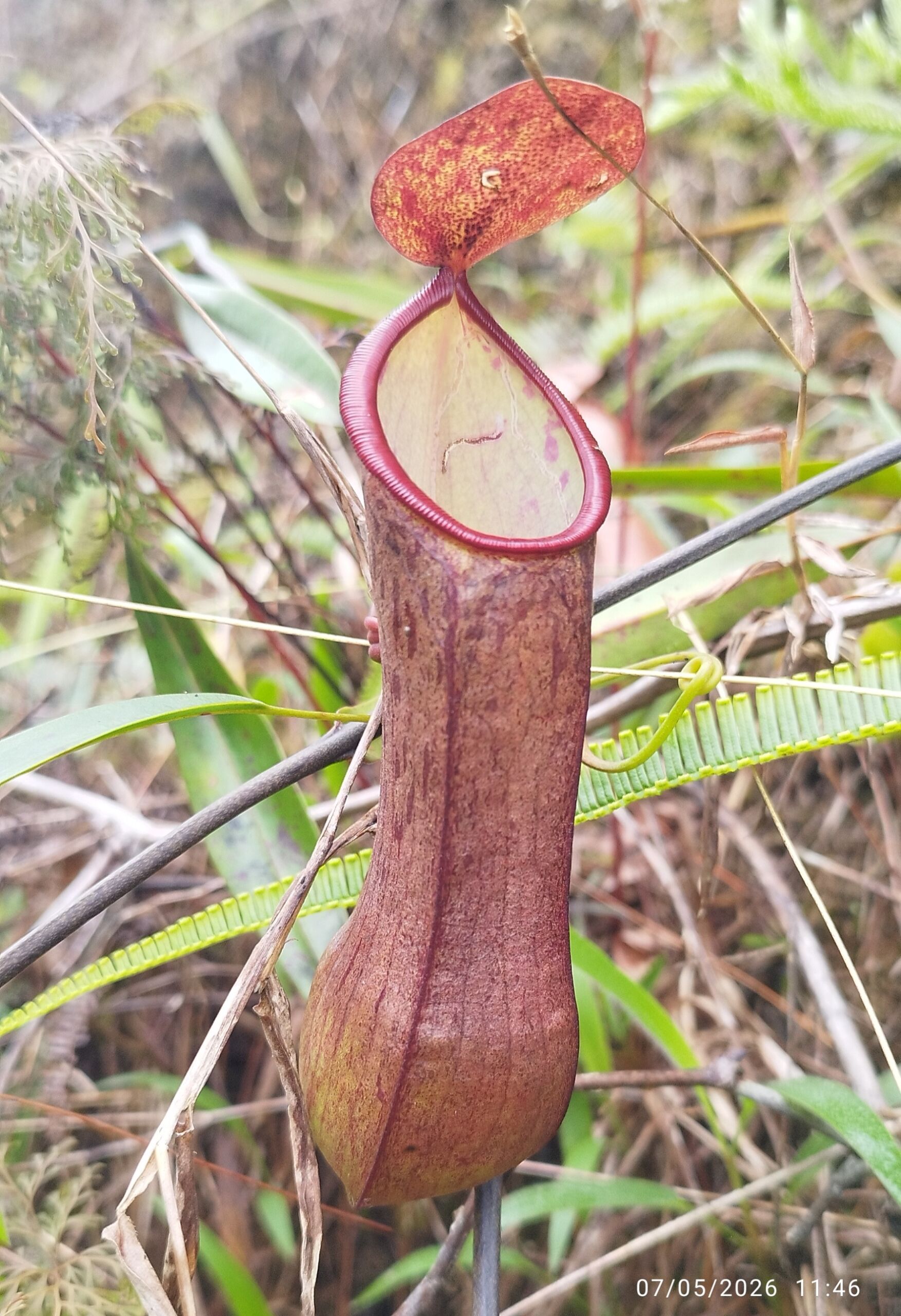 Kantong semar Nepenthes sumatrana