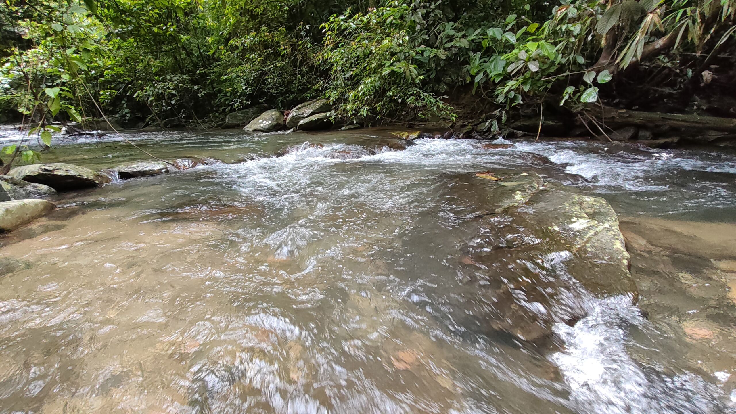 A clean water in the river running through the jungle A clean water in the river running through the jungle