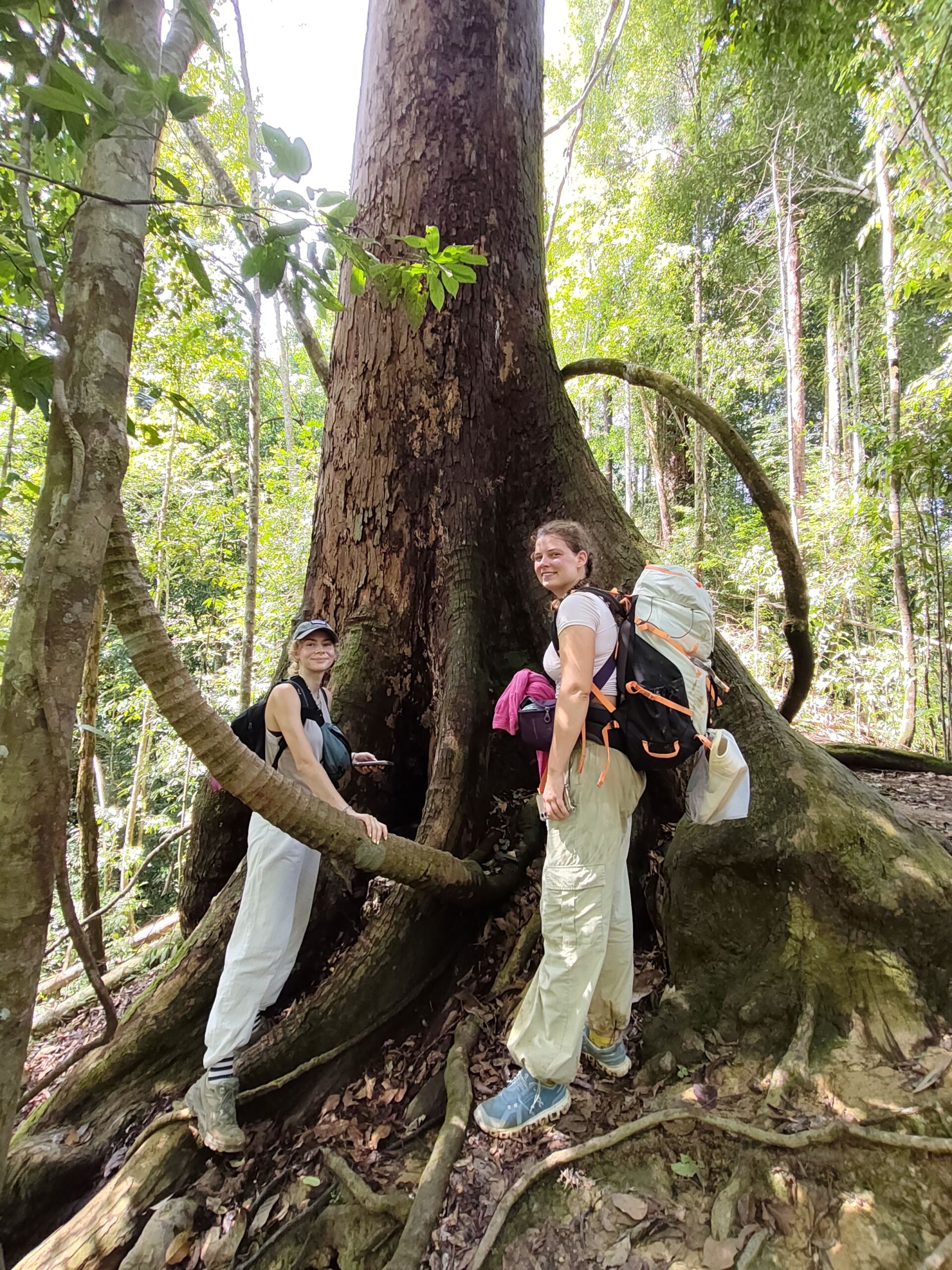 a dammara tree in the jungle of sumatra A Jungle shelter for jungle trekking trip into sumatra national park
