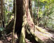 a bdamara tree in the jungle of sumatra Bukit Lawang
