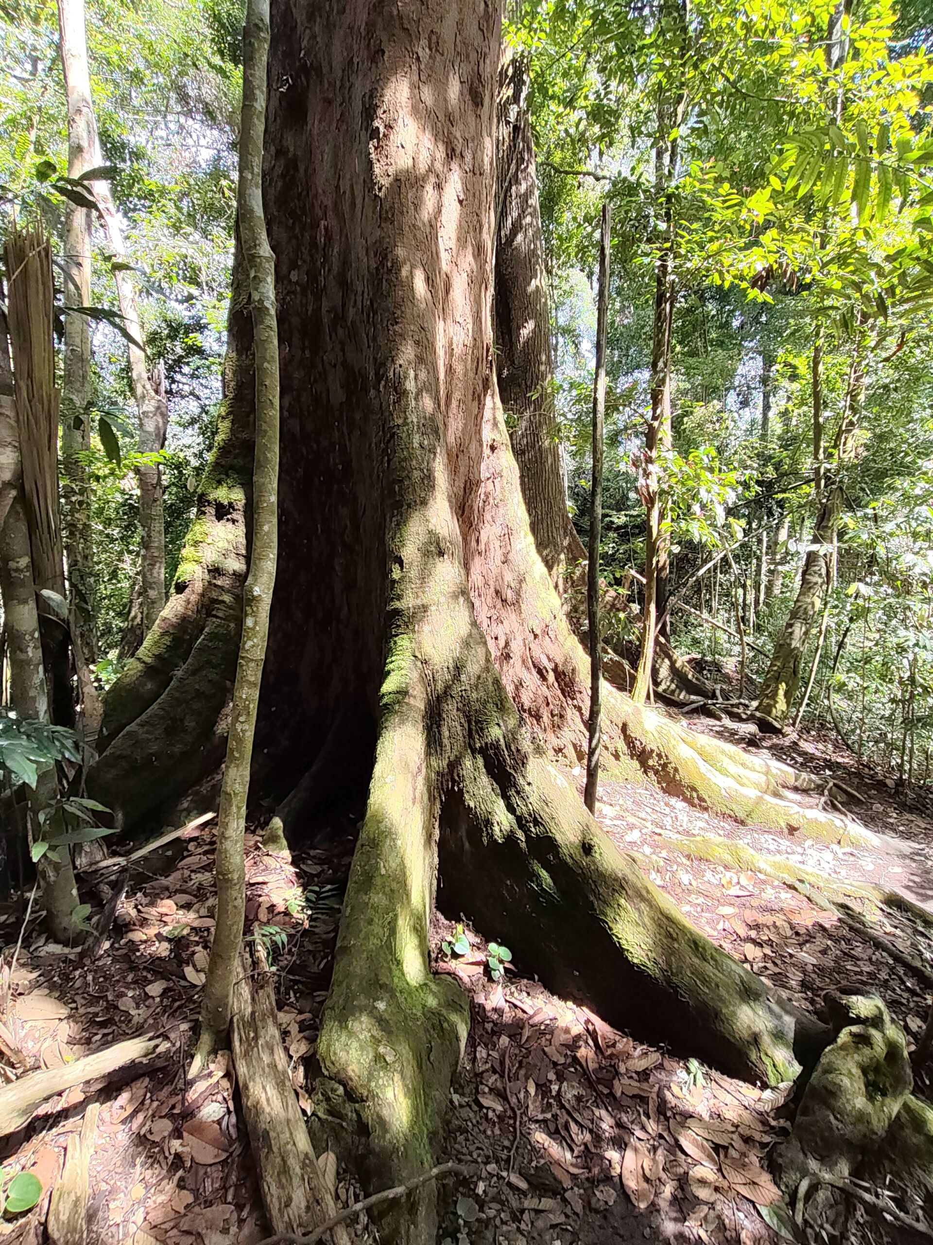 a bdamara tree in the jungle of sumatra Bukit Lawang