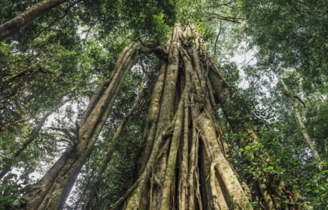 Giant tree in the jungle of sumatra Sumatran orangutan in Gunung Leuser National Park near Bukit Lawang