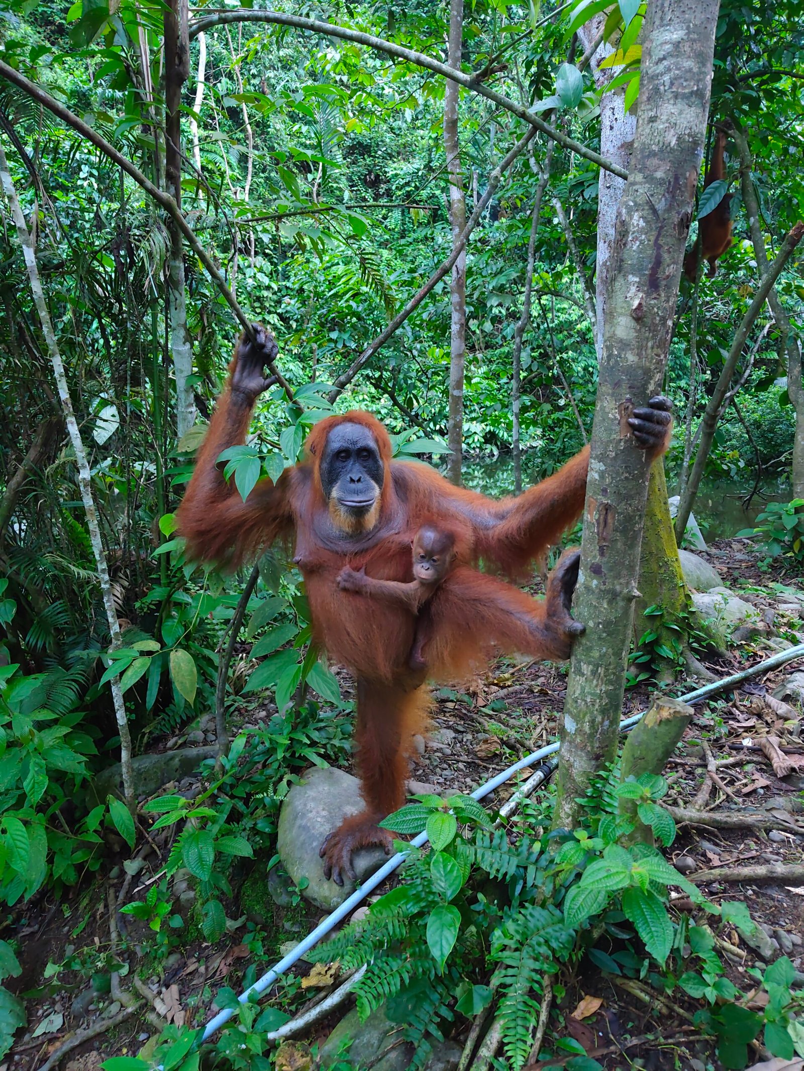 Sumatra Ornagutan in BUkit Lawang Sumatra Ornagutan in BUkit Lawang
