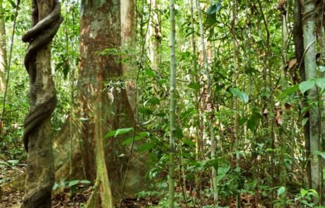 Liana goes around a tree in the jungle of sumatra Guided jungle trekking through the tropical rainforest of Sumatra