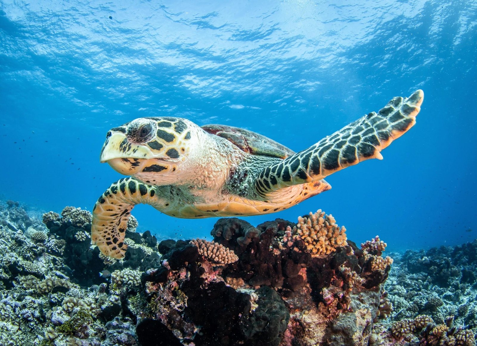 Male sea turtle at pulau banyak Male sea turtle at pulau banyak