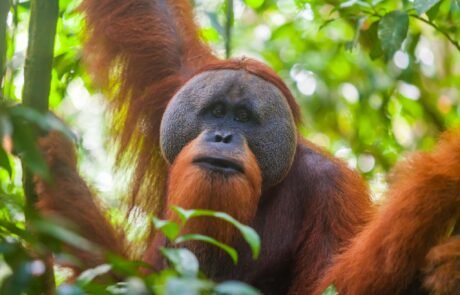Orangutan sumatra