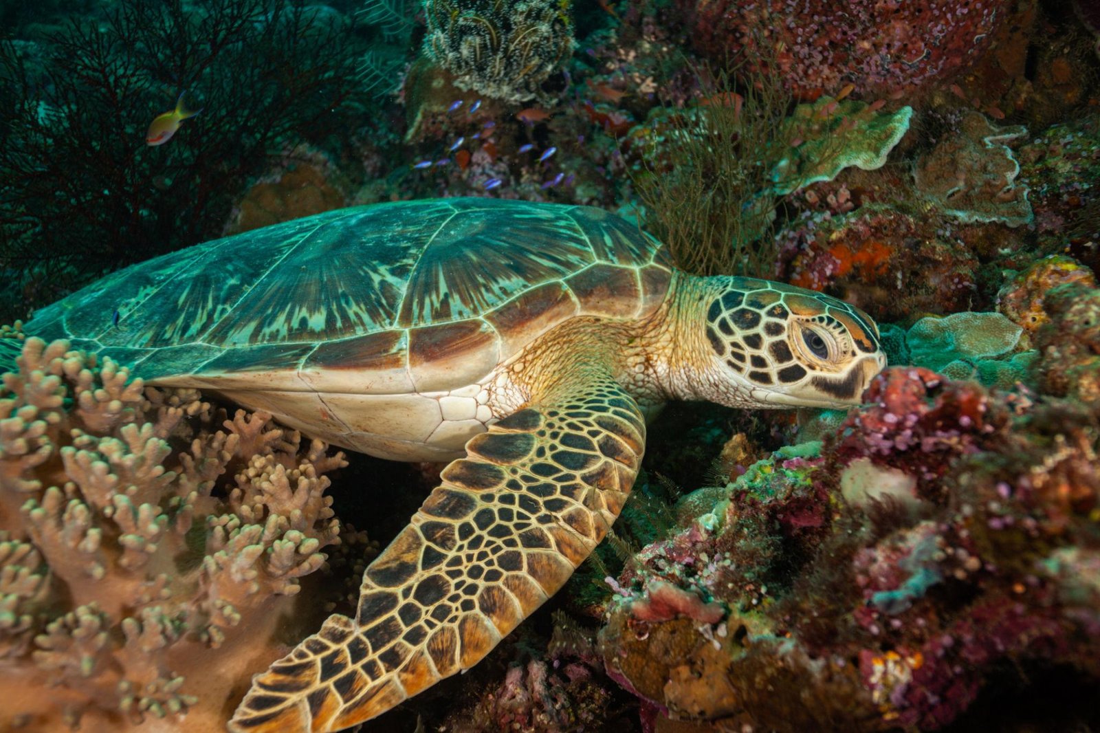 Sea turtle at Pulau banyak Sea turtle at Pulau banyak