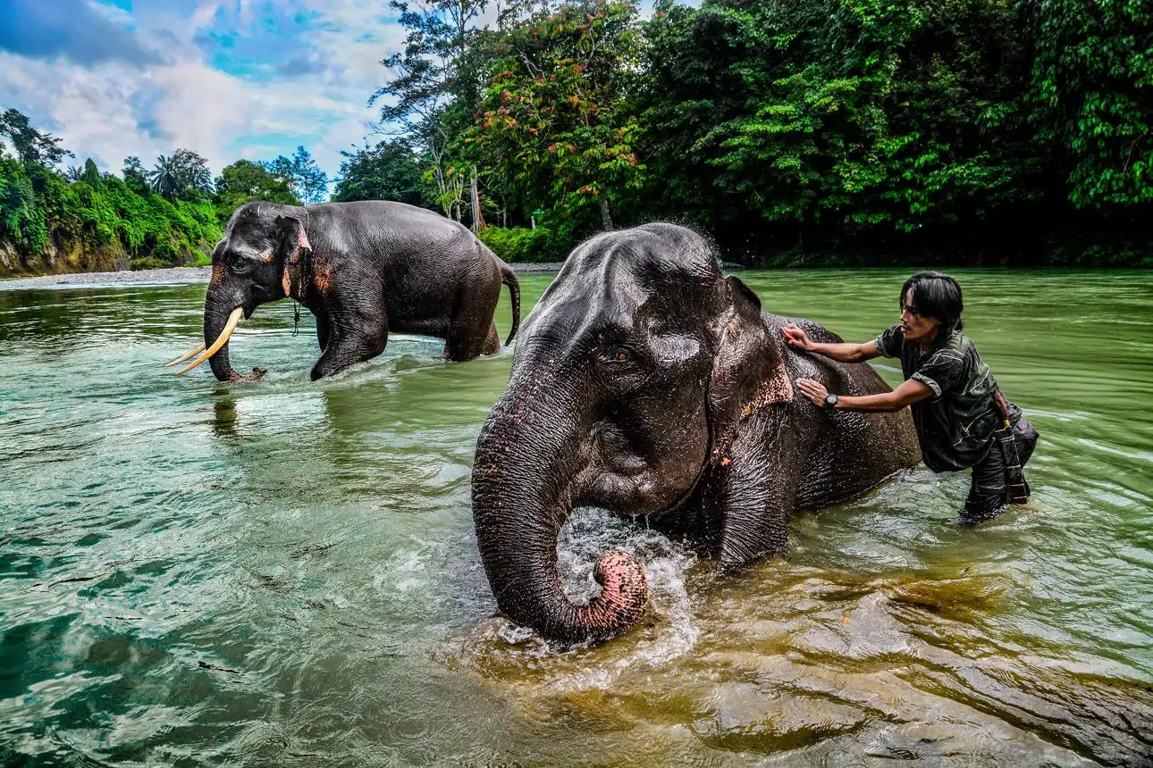 Sumatra Elephant in Tangkahan