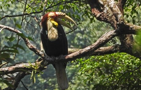 Sumatra Hornbill