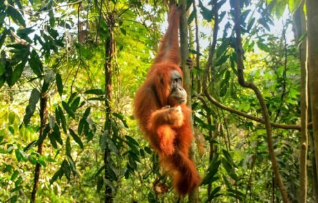 Sumatra Orangutan bukit lawang 2