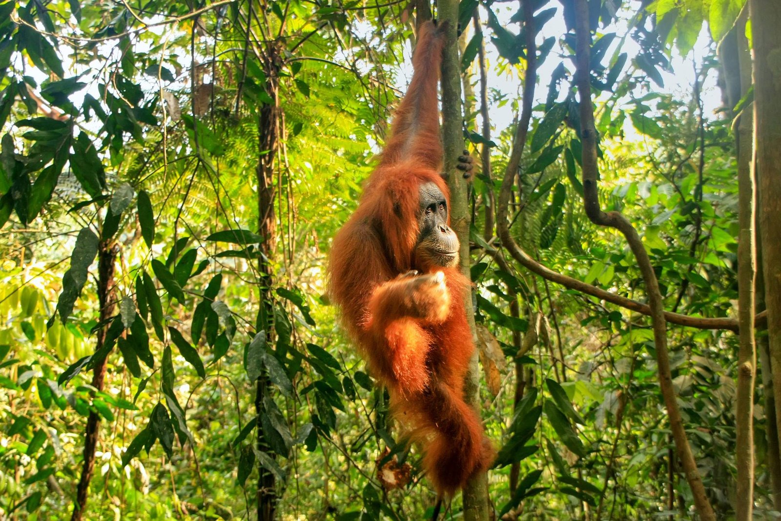 Sumatra Orangutan bukit lawang 2