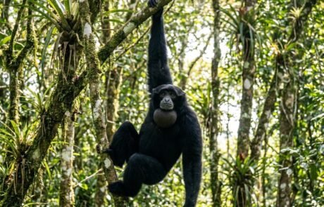 Sumatra gibbon 2