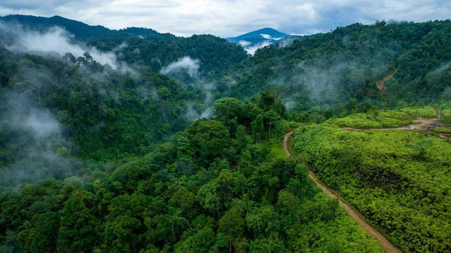 Sumatra jungle bukit lawang