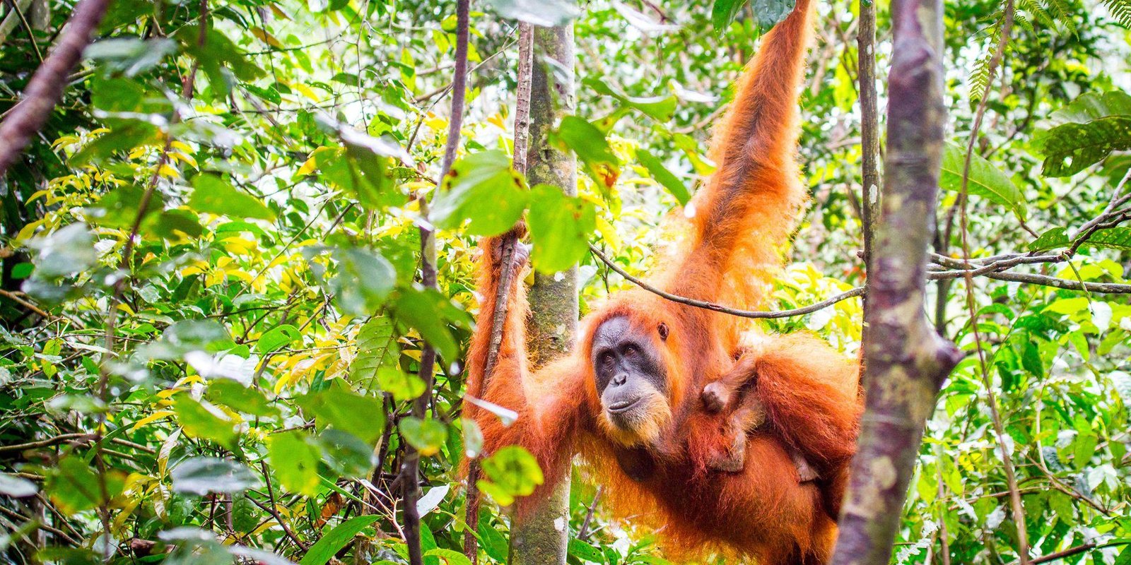 4-day jungle trekking 