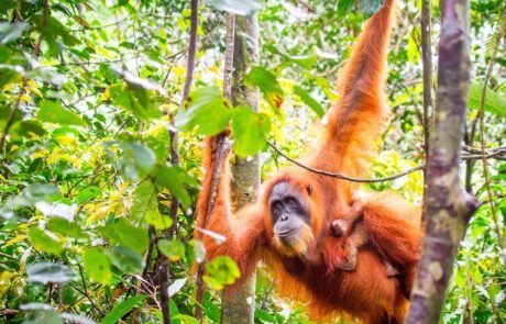 Sumatra orangutan 3