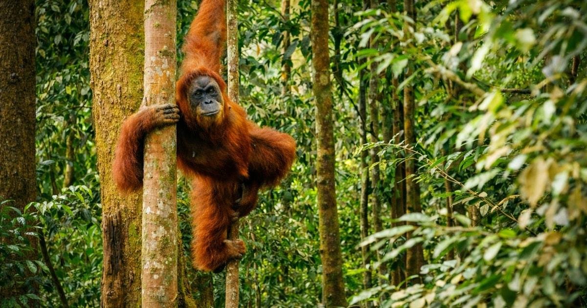 Sumatra orangutan bukit lawang 3