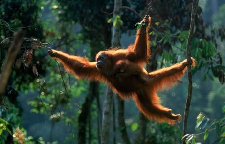 Sumatra orangutan grab the tree branches Sumatran orangutan in the rainforest of Bukit Lawang