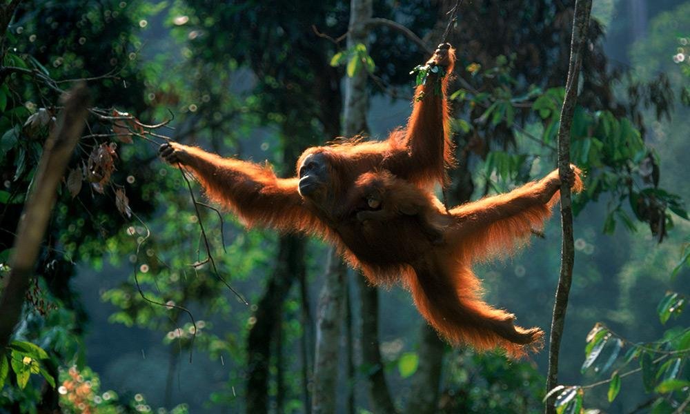 Sumatra orangutan grab the tree branches Sumatran orangutan in the rainforest of Bukit Lawang
