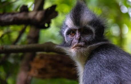 Thomas Leaf Monkey face Sumatran orangutan in the rainforest of Bukit Lawang