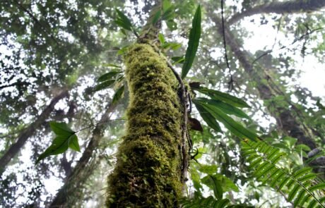 Tropical rainforest landscape in Gunung Leuser National Park Tropical rainforest landscape in Gunung Leuser National Park