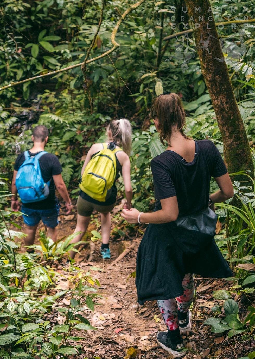 Walking into the sumatra national park