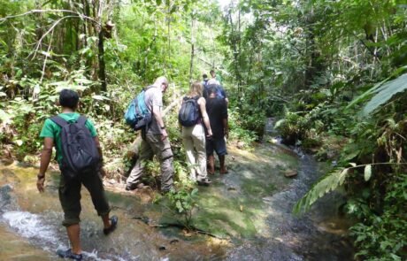 Walking to the jungle