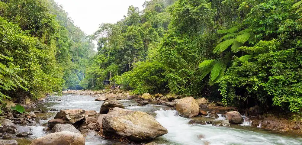 a river in the sumatra jungle