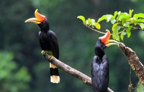 beautiful Sumatra Hornbil
