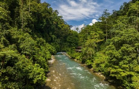 green Sumatra jungle