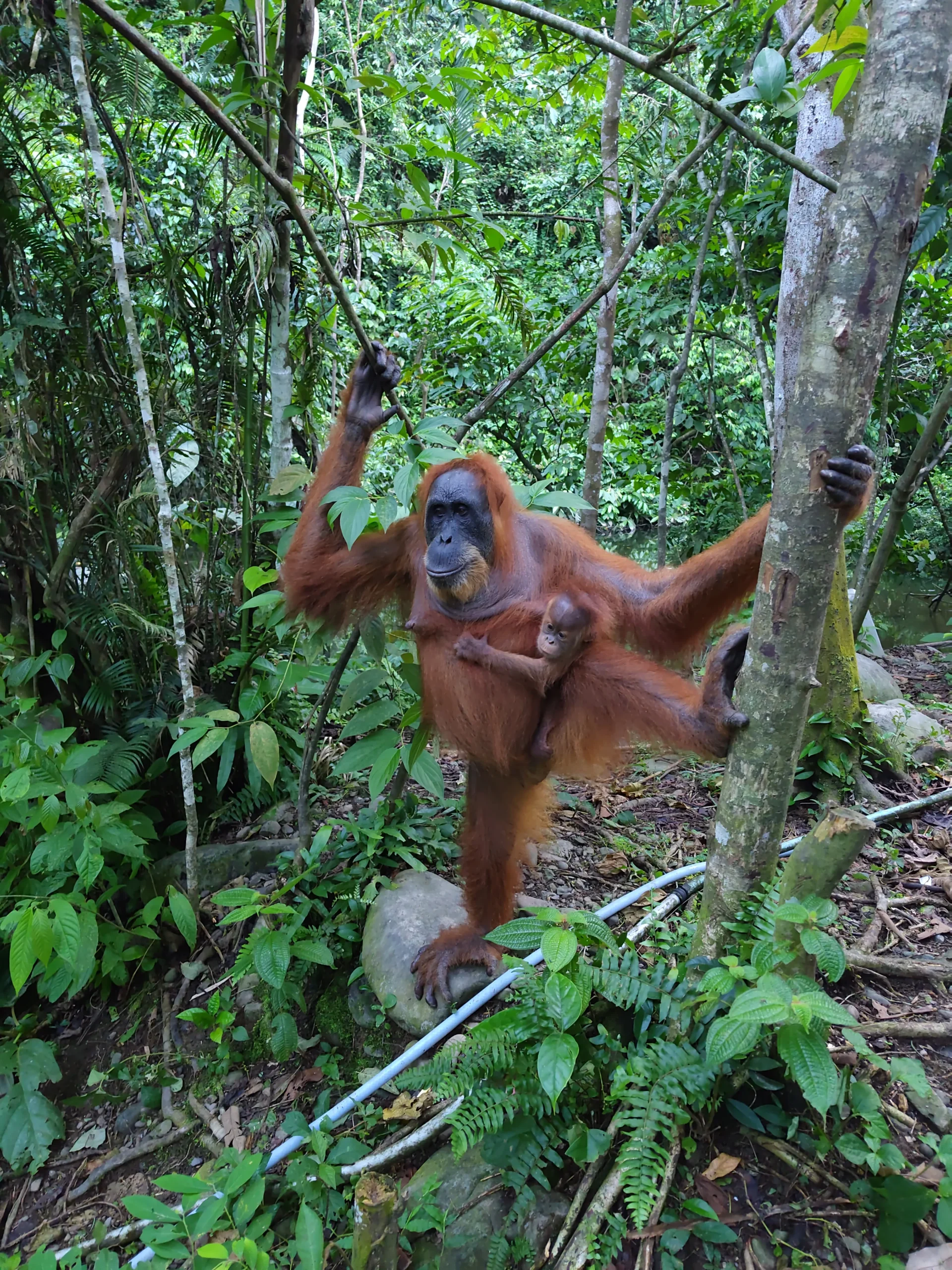 sumatra orangutan bukit lawang north sumatra sumatra orangutan bukit lawang north sumatra