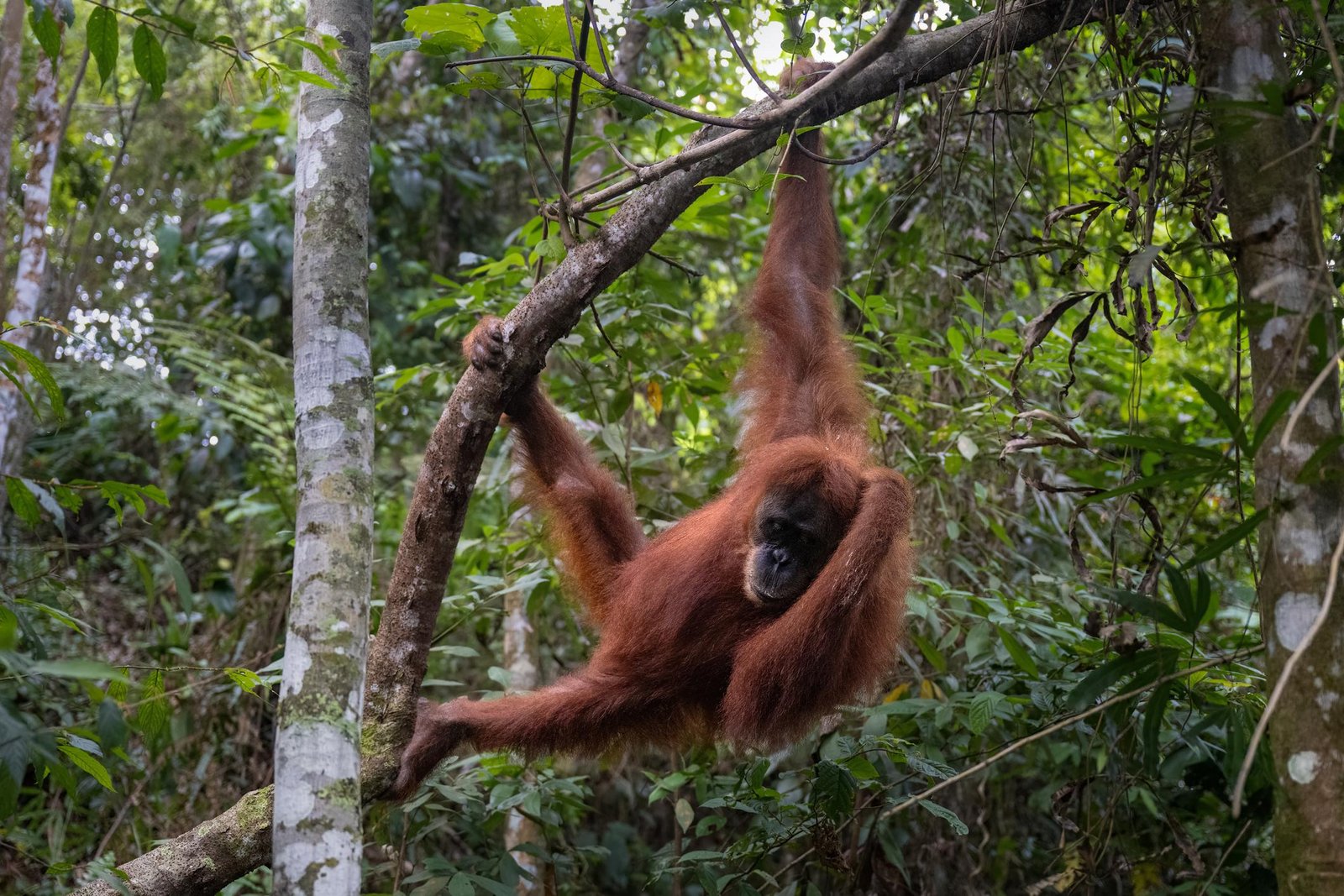 sumatra orangutan in Bukit Lawang national park sumatra orangutan in Bukit Lawang national park