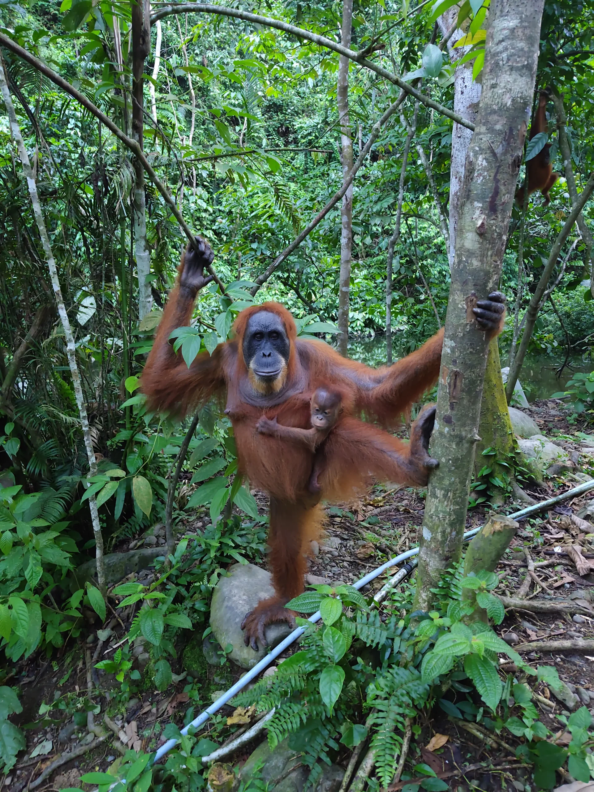 sumatra orangutan bukit lawang sumatra orangutan bukit lawang