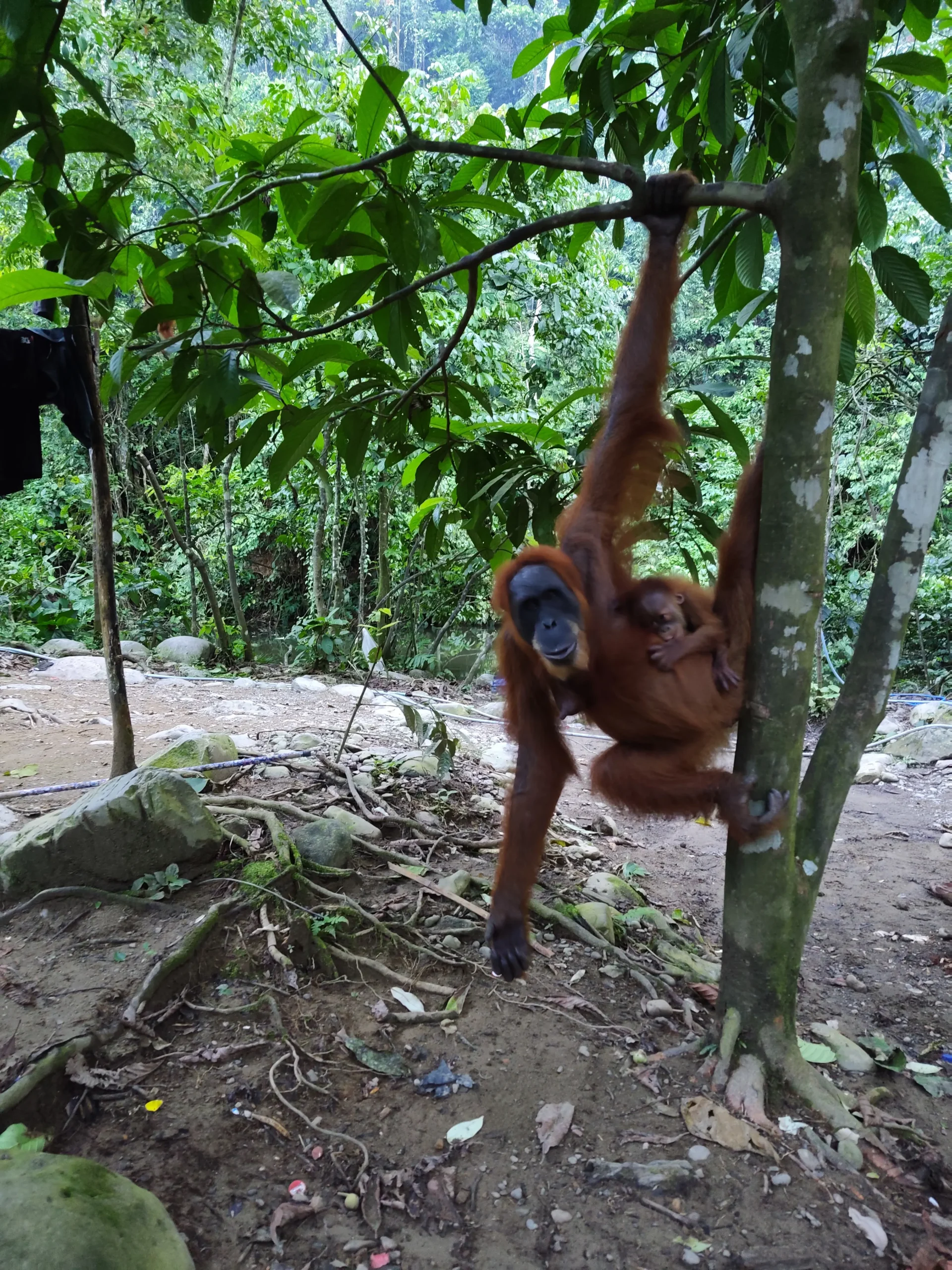 sumatra orangutan (8) sumatra orangutan bukit lawang