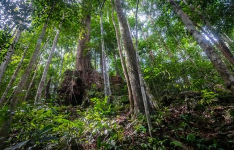 trees in the sumatra jungle