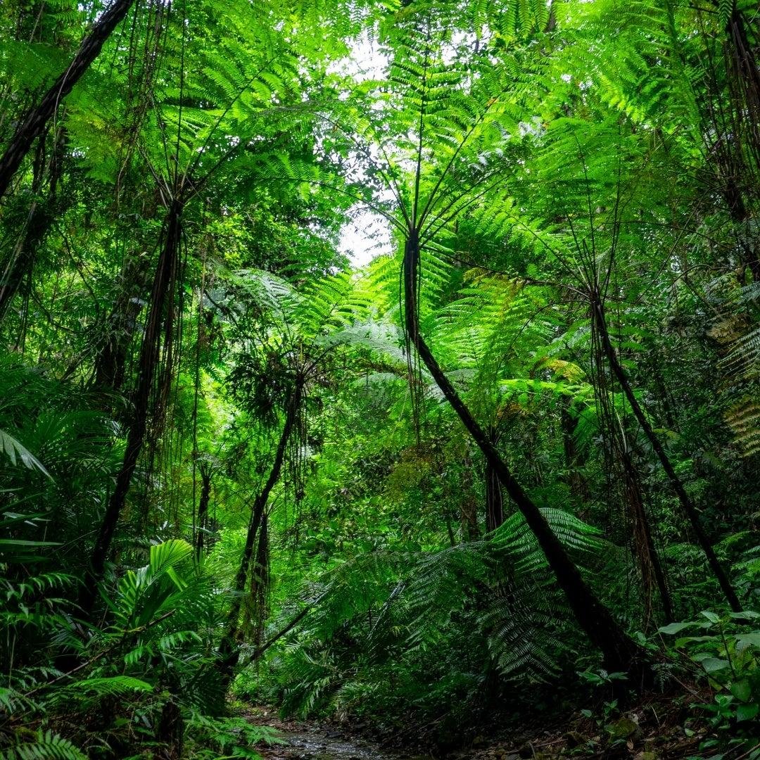 wilderness sumatra jungle